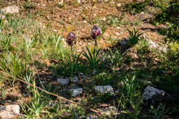 Al-Arz;Iris;Iris-Cedreti;Kaleidos;Kaleidos-images;Lebanon;Middle-East;Near-East;Proche-Orient;Tarek-Charara;Flowers;Endemic;Endangered-species;Endemic-species;Critically-endangered;Critically-endangered-species